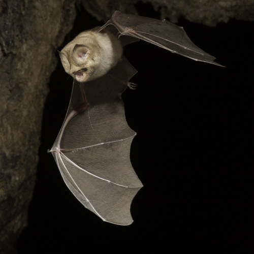 bat